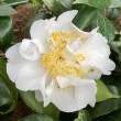 Lavinia Lane Rountree